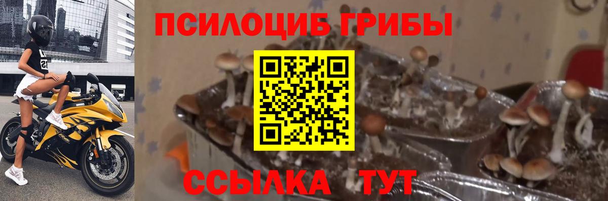 Псилоцибиновые грибы мицелий Джанкой